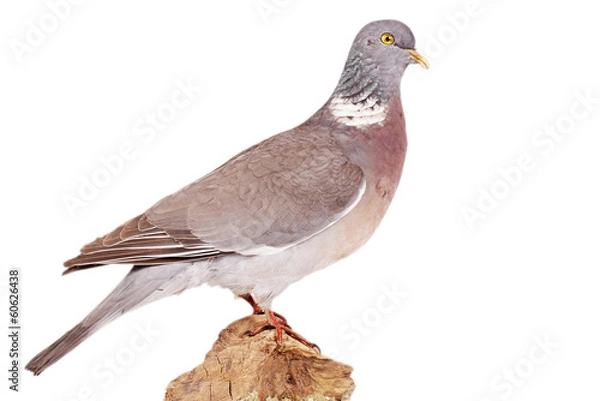Obraz Ringeltaube (Columba palebus)