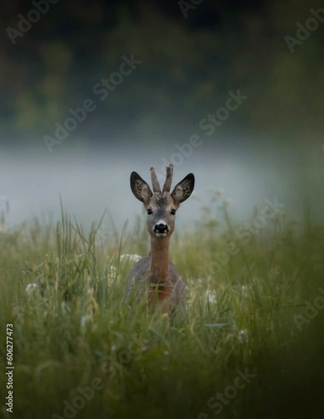 Obraz deer in the grass