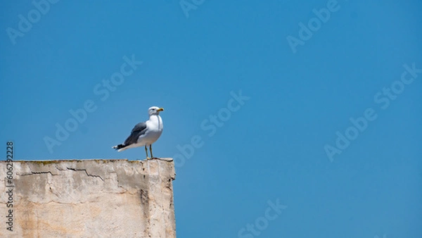 Obraz Gaviota en azotea