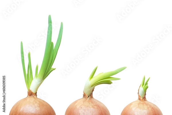 Obraz Onions Isolated on White