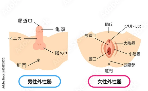 Obraz 男性外性器と女性外性器のイラスト素材