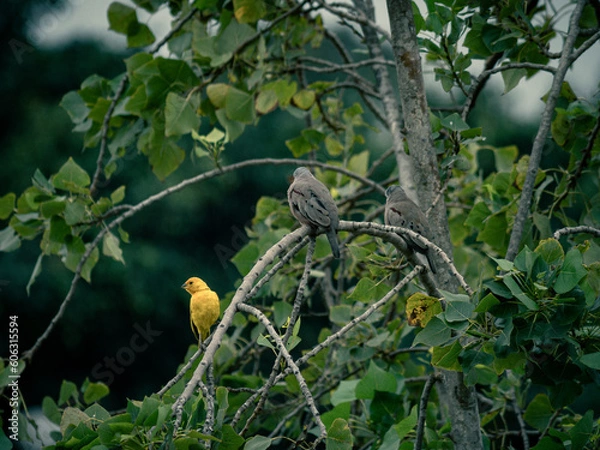 Fototapeta Yellow bird