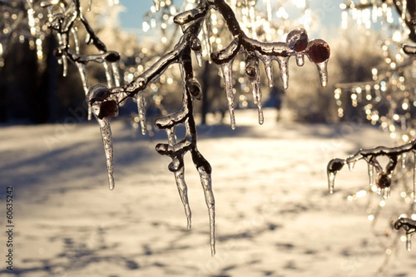 Obraz Beautiful ice coated trees after an extreme ice storm.