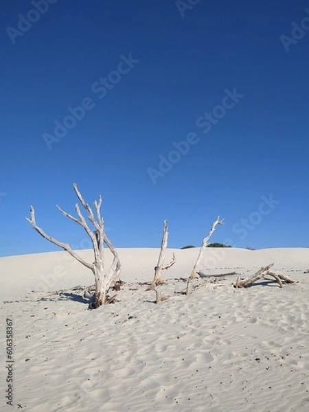 Obraz dead tree in the desert