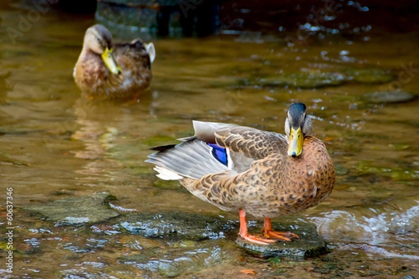 Fototapeta Duck on a stone