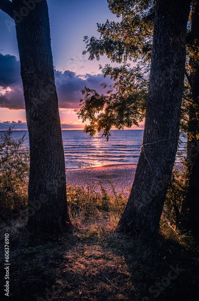 Obraz sunset in the forest