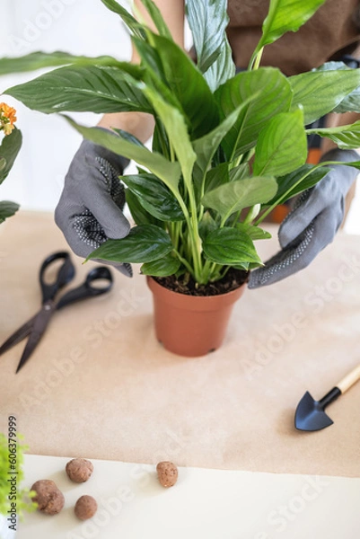 Fototapeta Selective focus, closeup of female gardener hands in gloves holding pot white peace lily, spathiphyllum. Selecting a pot for transplanting houseplant, repotting indoor plants, spring work room care