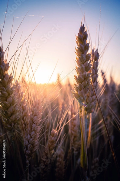 Obraz wheat field at sunset
