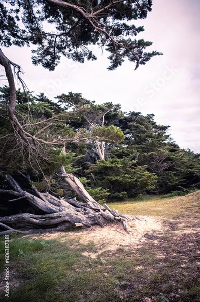 Obraz tree in the forest