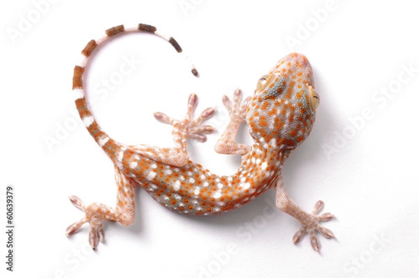 Fototapeta Gecko, wspinaczka na białym tle