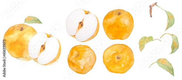 Fototapeta 水彩で描いた美味しそうな梨のイラスト素材セット