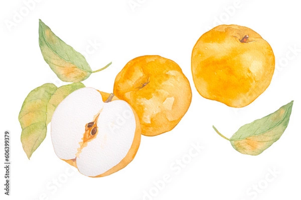 Fototapeta 甘くて美味しい葉付き梨の水彩挿絵