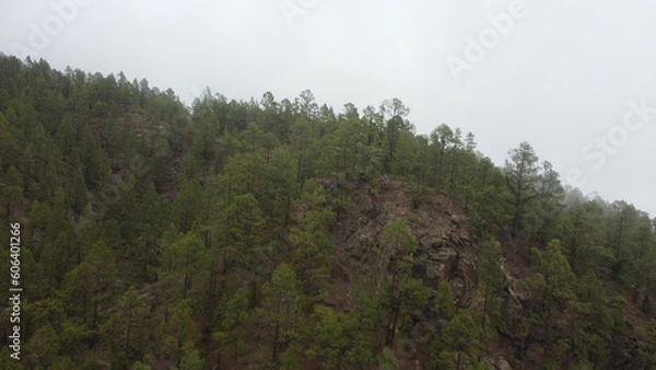 Fototapeta Drone shot of Canary Pine forest on mountain in Tenerife, Canary Islands