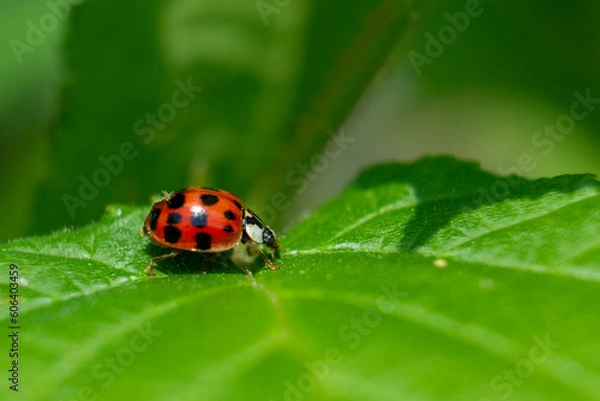 Fototapeta ladybug on leaf