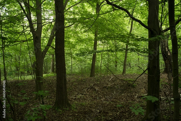 Fototapeta Forest in May