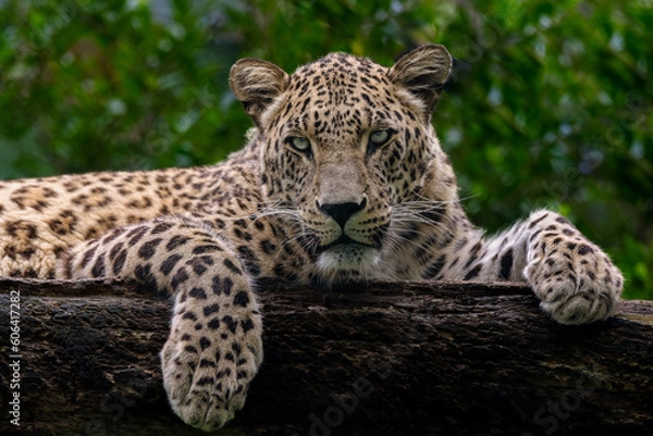 Obraz Closeup shot of a panther lying on a tree stump in a zoo in a blurred background