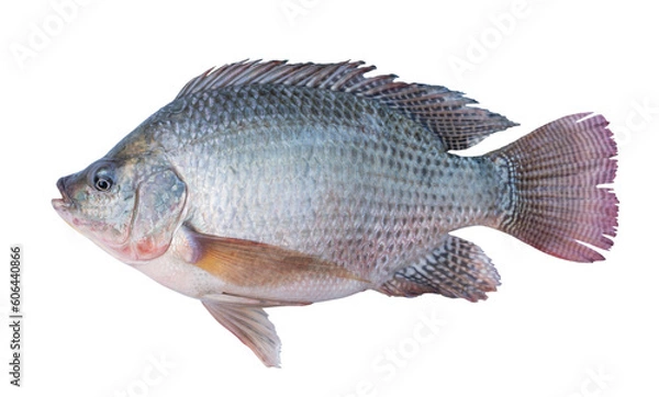 Obraz Nile tilapia fish isolated transparent background.