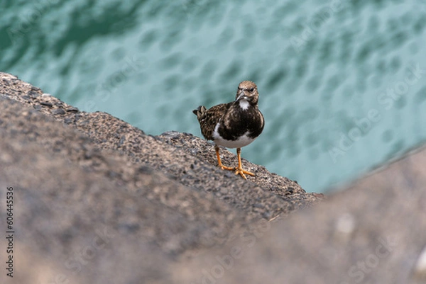 Fototapeta Steinwälzer