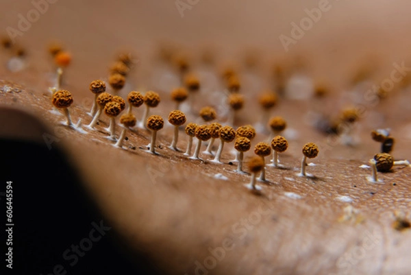 Fototapeta 変形菌　シロジクキモジホコリ