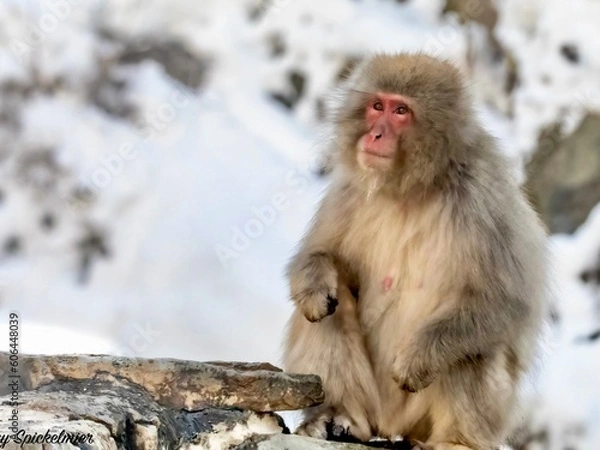 Obraz Snow Monkey Sitting on Rock