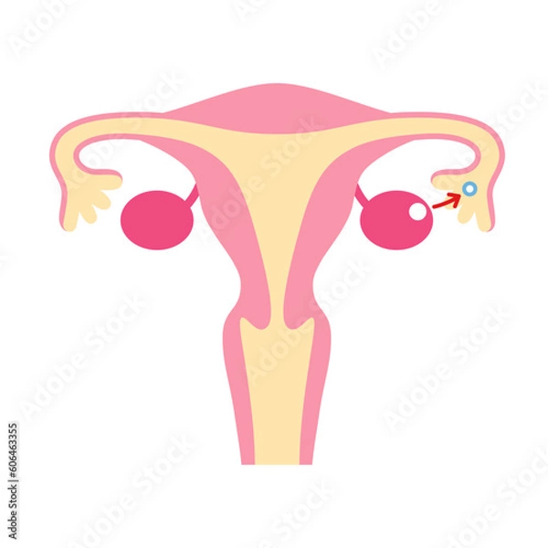 Obraz 排卵のイラスト