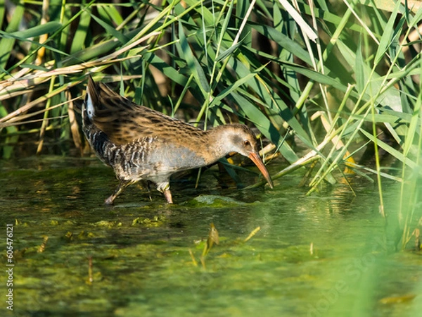 Fototapeta Water Rail in the reed