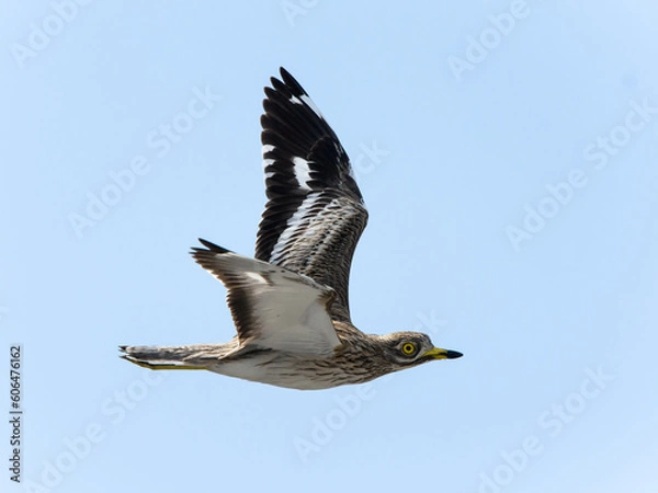 Obraz Eurasian Stone-curlew flying