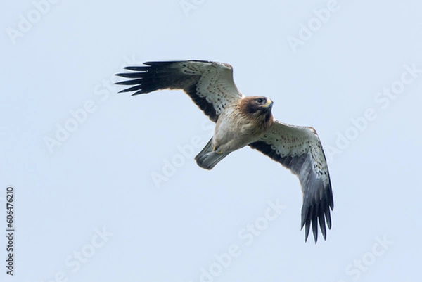 Fototapeta Booted Eagle against blue sky