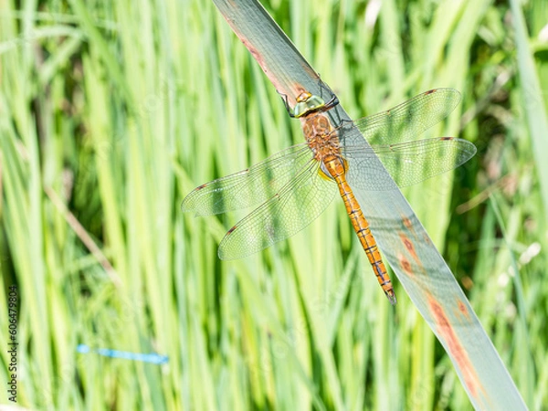 Fototapeta Green-eyed Hawker Dragonfly in the reeds with damselfly in the background