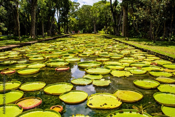 Fototapeta Seerosen im Sir Seewoosagur Ramgoolam Botanical Garden