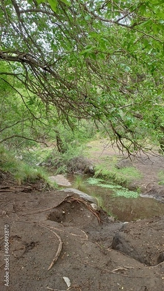 Obraz rivera en el bosque