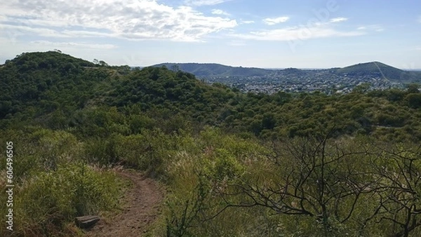 Obraz forest in the mountains