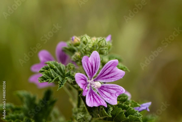 Fototapeta Malva sylvestris, commonly known as common mallow, is a captivating flowering plant. Its slender stems, adorned with an abundance of flowers, range in color from delicate shades of pink and purple.