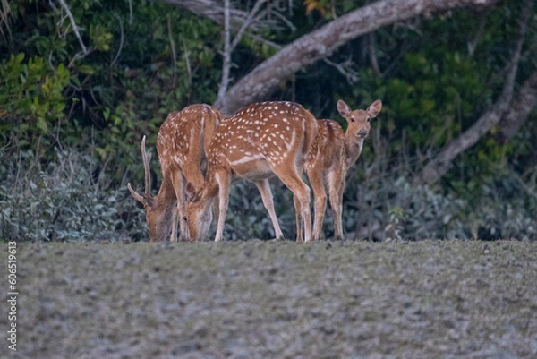 Fototapeta spotted deer in Sundarbans, the largest mangrove forest in the world. Satkhira, Bangladesh