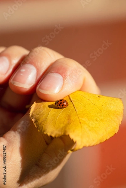 Obraz Hand holding leaf with ladybug