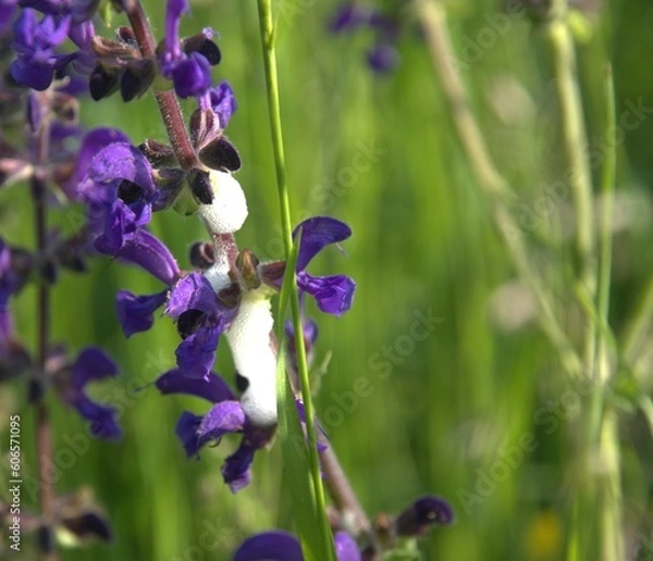 Obraz Blume mit Schleim