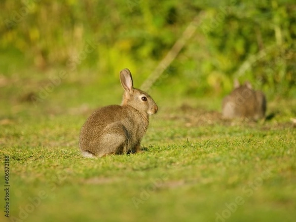 Obraz rabbit in the grass