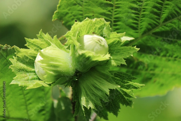 Fototapeta Hazelnuts on the branch