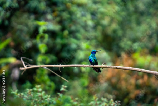 Obraz colibrí sobre una rama