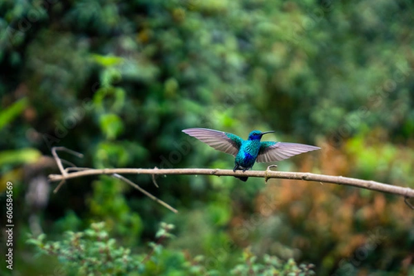 Fototapeta Colibrí con las alas abiertas.