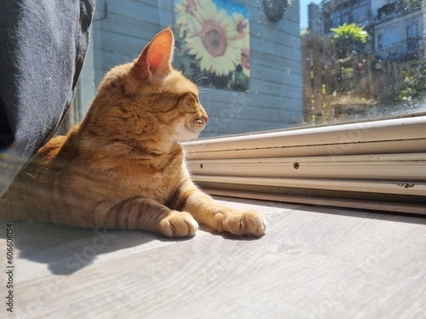 Obraz cat on the window