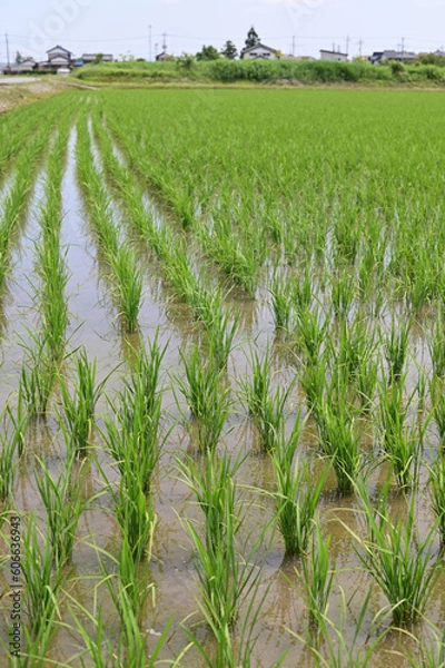 Obraz 田んぼの稲