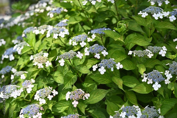 Obraz 紫陽花　権現堂公園