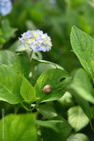 Obraz 紫陽花　権現堂公園　カタツムリ