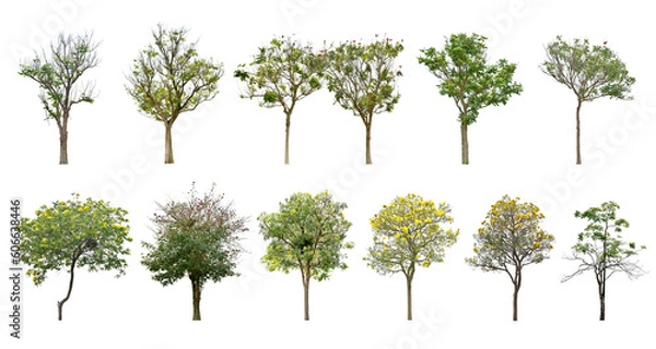 Fototapeta Collection Trees and bonsai green leaves. total 12 trees. The Ratchaphruek tree is blooming bright yellow. (png)
