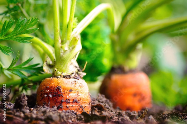 Obraz Marchewki w łóżku