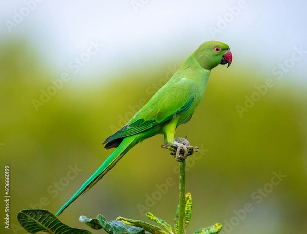 Obraz Rose-ringed parakeet 