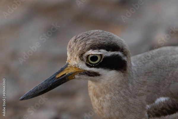 Obraz The Great stone-curlew