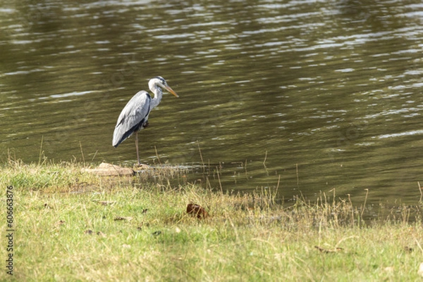 Obraz The Grey Heron