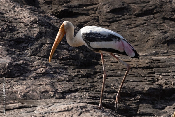 Obraz Painted Stork
